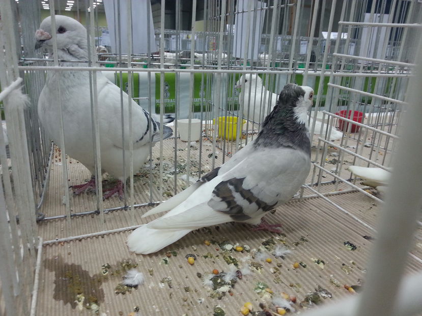  - Expozitia Nationala Bucuresti 2016