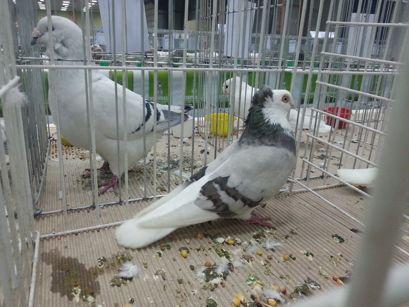  - Expozitia Nationala Bucuresti 2016