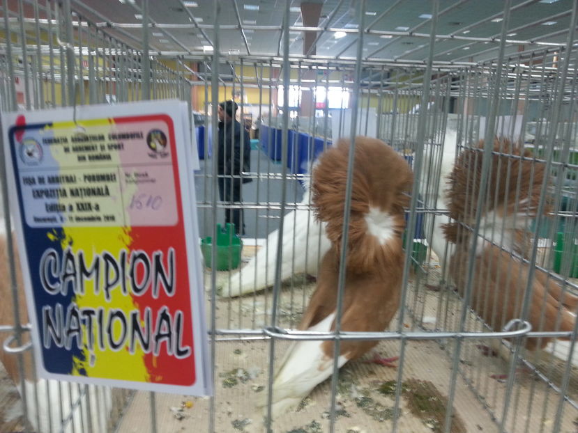  - Expozitia Nationala Bucuresti 2016