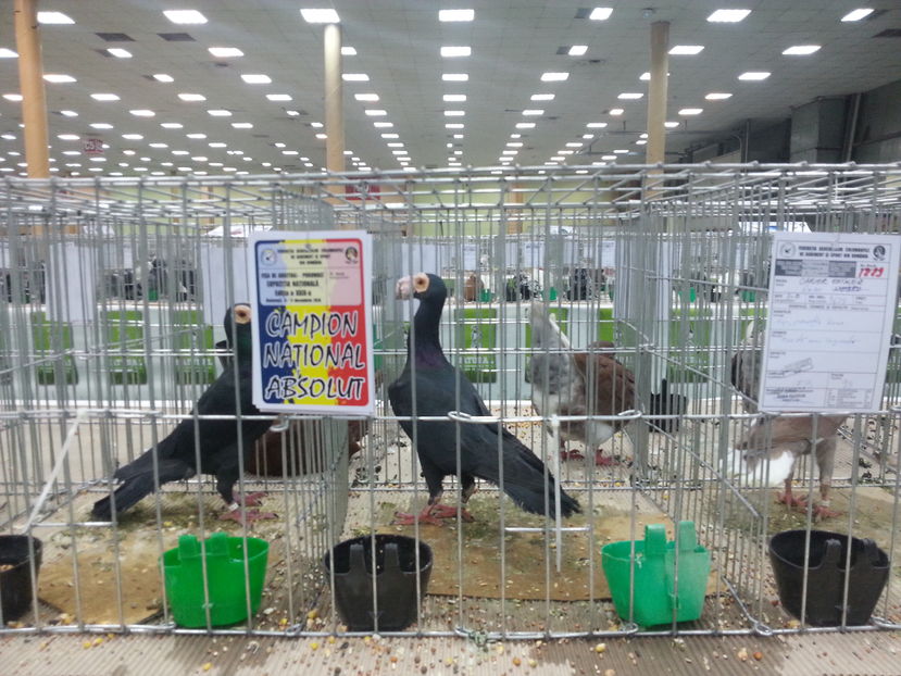  - Expozitia Nationala Bucuresti 2016