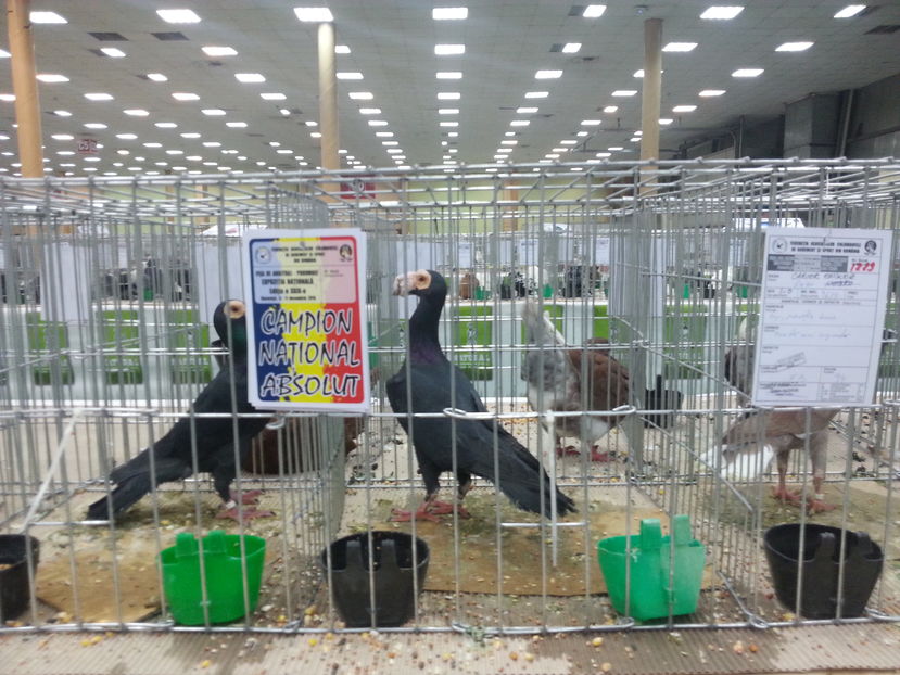  - Expozitia Nationala Bucuresti 2016