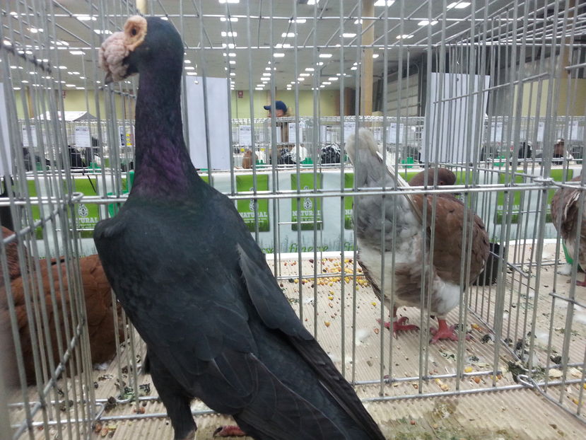  - Expozitia Nationala Bucuresti 2016