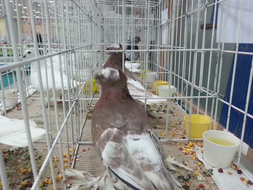  - Expozitia Nationala Bucuresti 2016