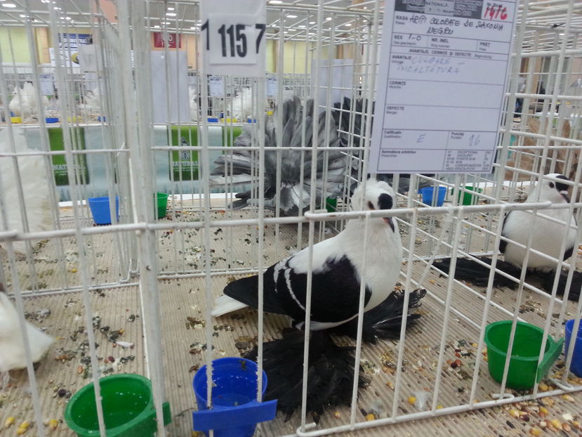  - Expozitia Nationala Bucuresti 2016