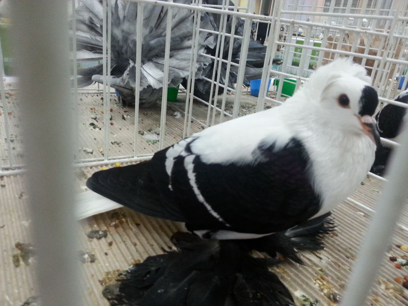  - Expozitia Nationala Bucuresti 2016