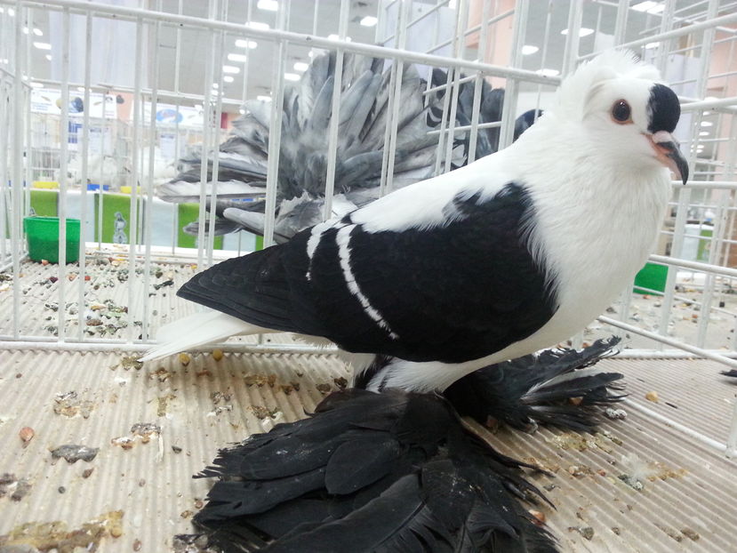  - Expozitia Nationala Bucuresti 2016