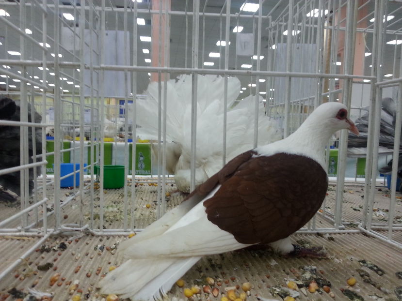  - Expozitia Nationala Bucuresti 2016