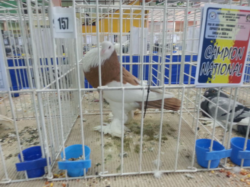  - Expozitia Nationala Bucuresti 2016