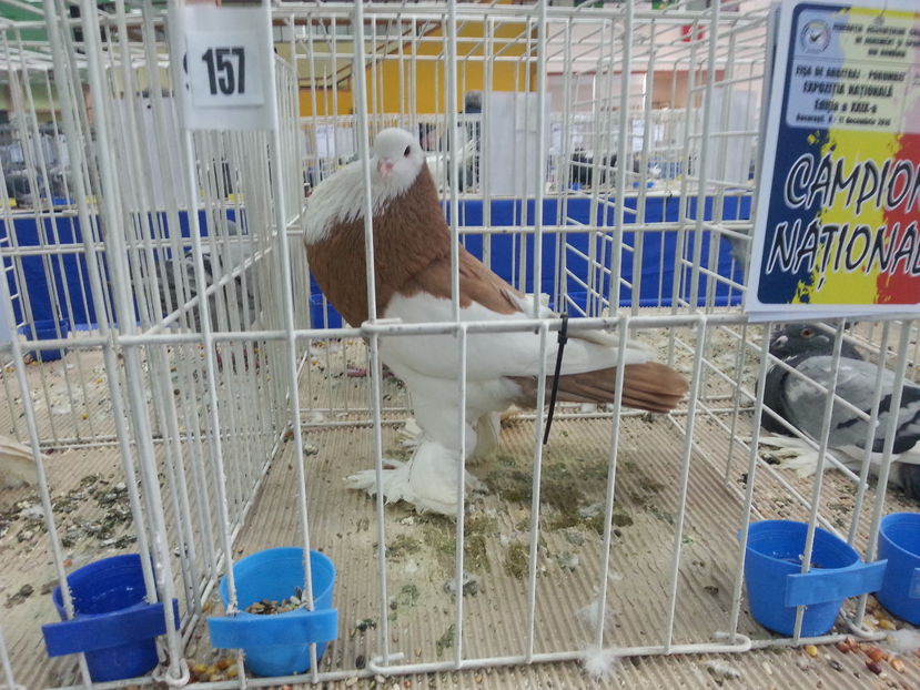  - Expozitia Nationala Bucuresti 2016