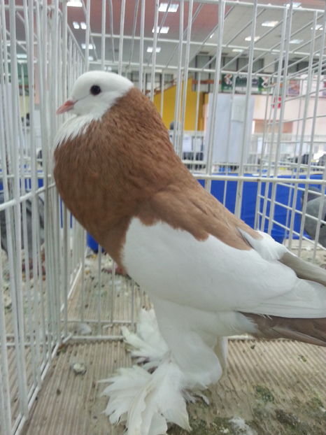  - Expozitia Nationala Bucuresti 2016