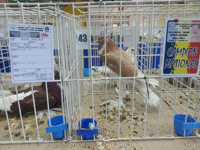  - Expozitia Nationala Bucuresti 2016