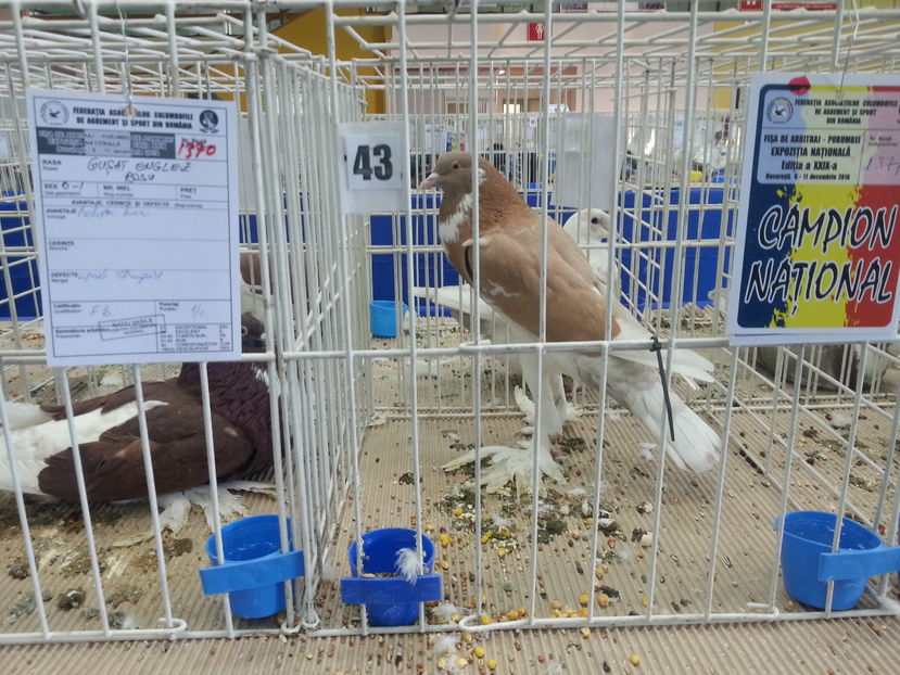  - Expozitia Nationala Bucuresti 2016