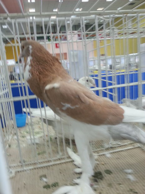  - Expozitia Nationala Bucuresti 2016