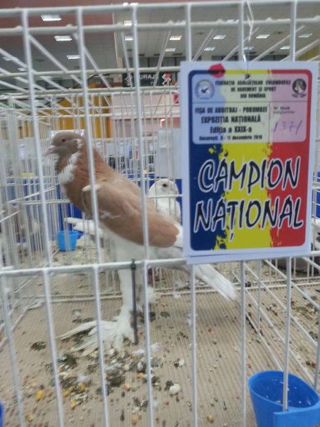  - Expozitia Nationala Bucuresti 2016