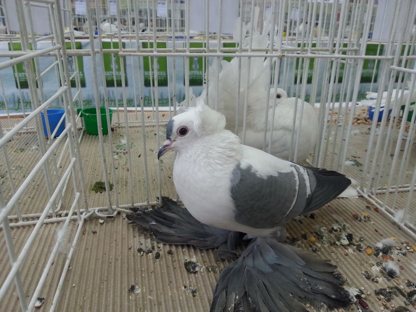  - Expozitia Nationala Bucuresti 2016