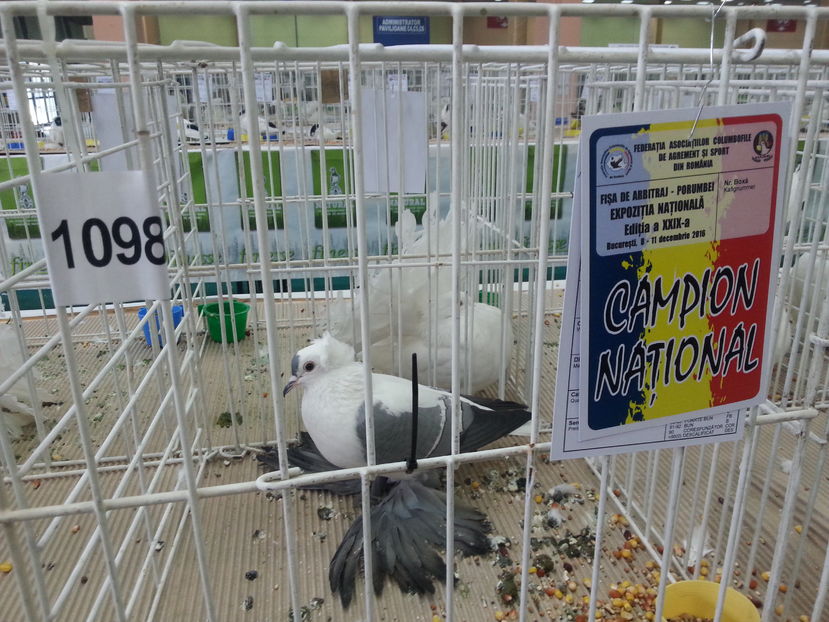  - Expozitia Nationala Bucuresti 2016