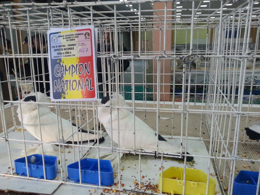  - Expozitia Nationala Bucuresti 2016