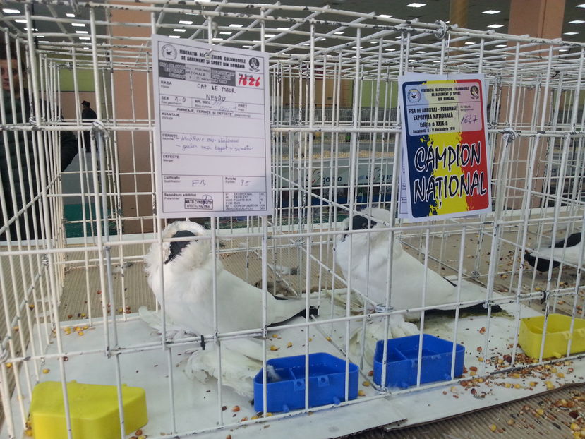  - Expozitia Nationala Bucuresti 2016