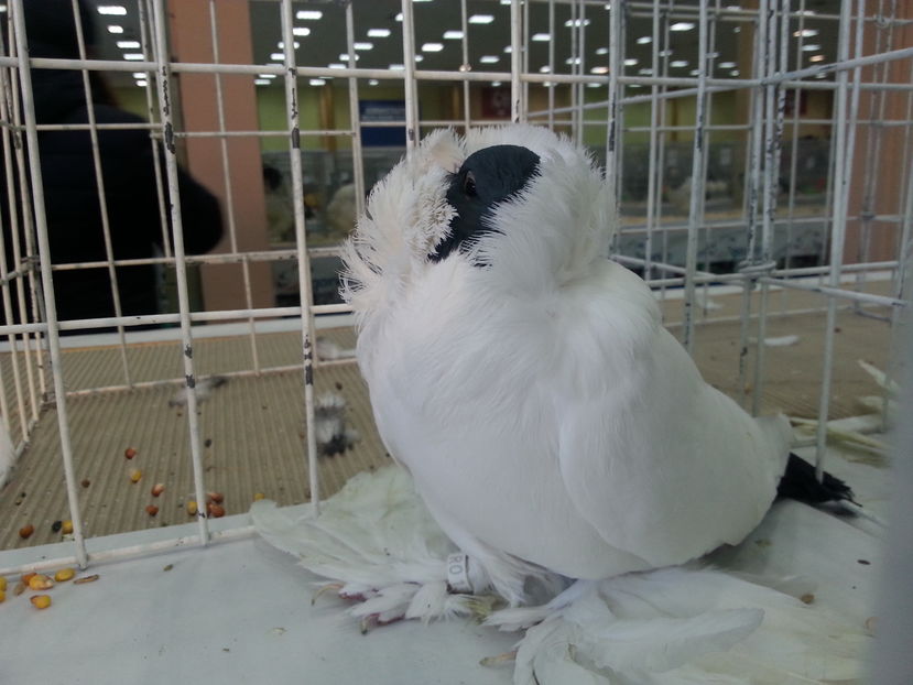  - Expozitia Nationala Bucuresti 2016