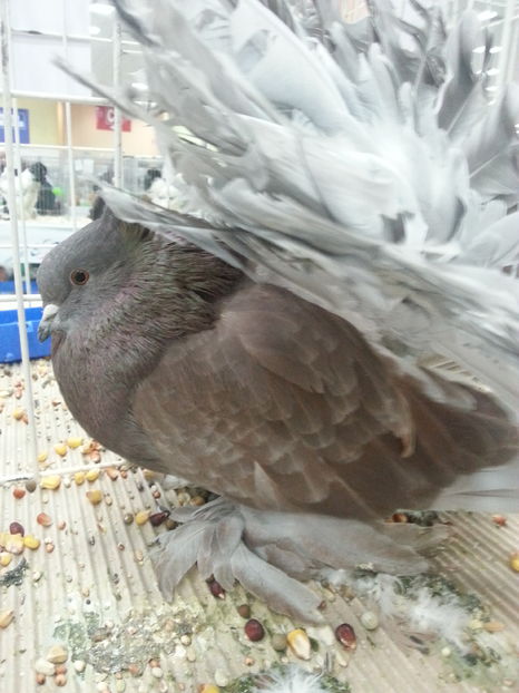  - Expozitia Nationala Bucuresti 2016