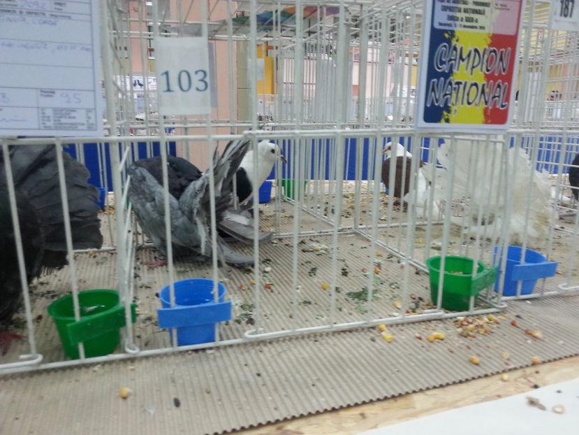  - Expozitia Nationala Bucuresti 2016