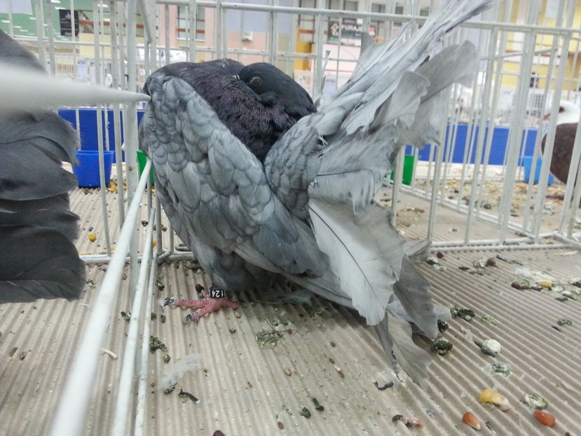  - Expozitia Nationala Bucuresti 2016