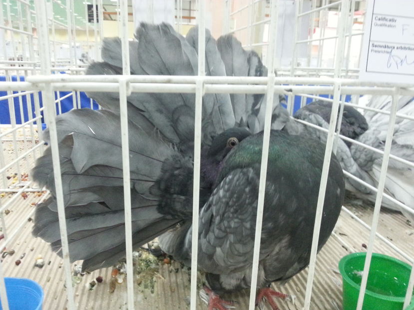  - Expozitia Nationala Bucuresti 2016