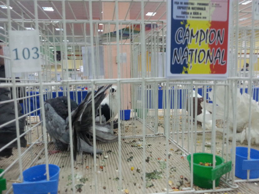  - Expozitia Nationala Bucuresti 2016