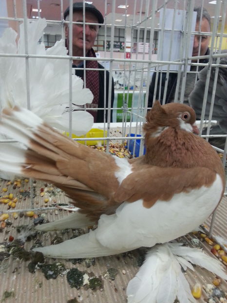  - Expozitia Nationala Bucuresti 2016