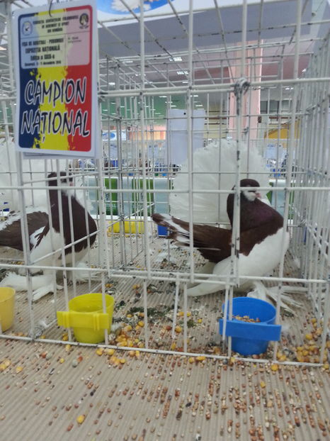  - Expozitia Nationala Bucuresti 2016