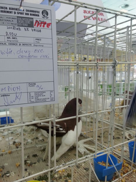  - Expozitia Nationala Bucuresti 2016