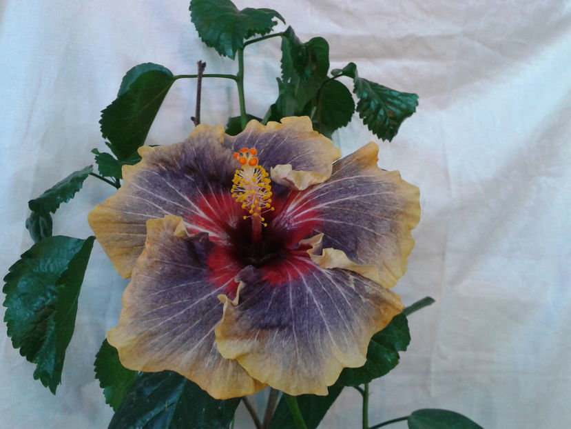 Fotografie0439 - HIBISCUS 2016