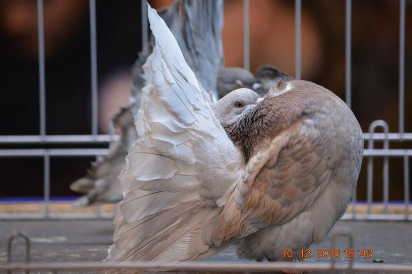 15284820_1153203804794498_4158010729263172102_n - Expozitia specializata Fantail Club Romania 2016