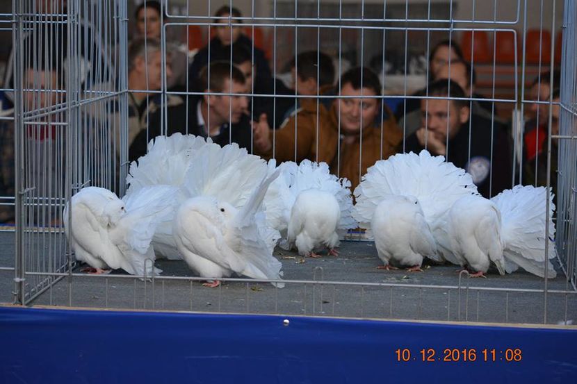 15317814_1153171191464426_1416515595835782805_n