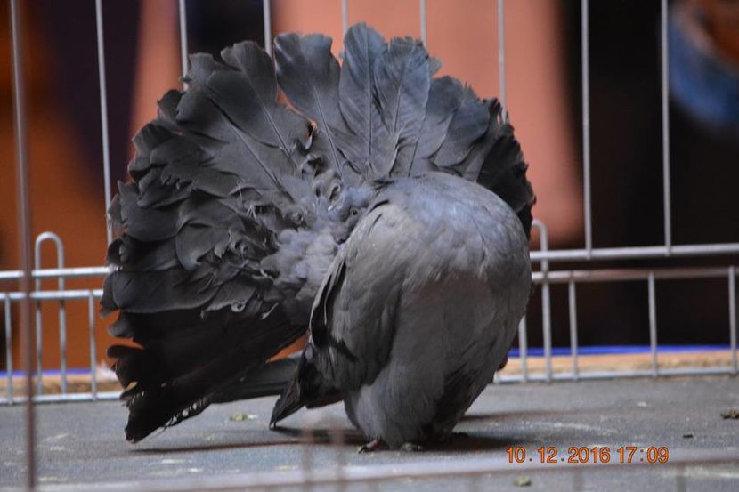 15317990_1153220498126162_33711428131993622_n - Expozitia specializata Fantail Club Romania 2016