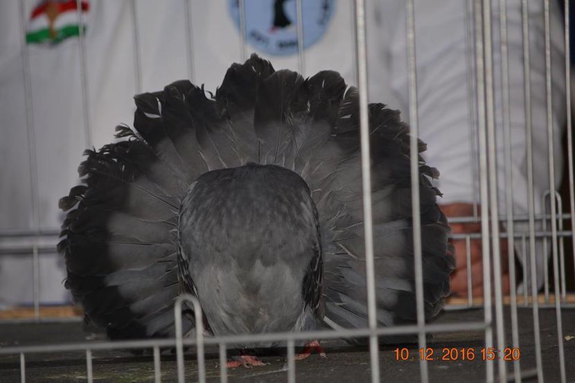 15319039_1153180608130151_2333270225511698666_n - Expozitia specializata Fantail Club Romania 2016