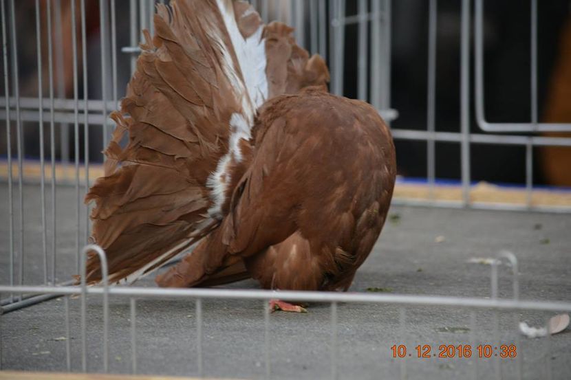 15319040_1153160961465449_3486502334076990060_n - Expozitia specializata Fantail Club Romania 2016