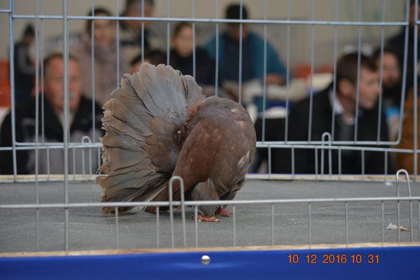 15319053_1153161921465353_773426552718592386_n - Expozitia specializata Fantail Club Romania 2016