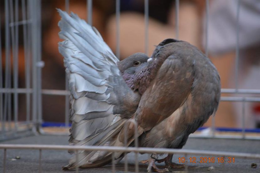 15326337_1153204814794397_3660291094207513545_n