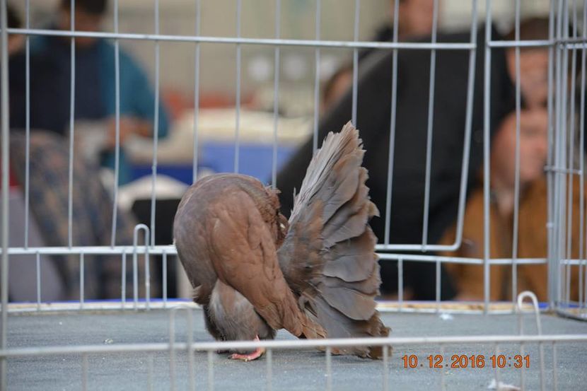 15326395_1153160691465476_7426412495336363353_n