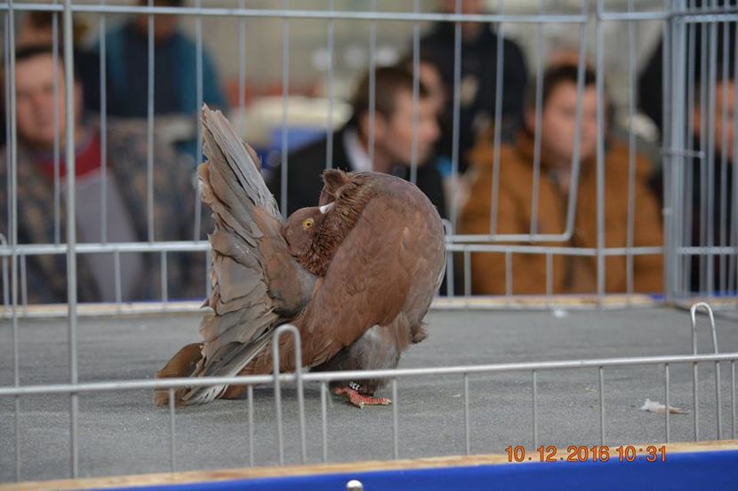 15326470_1153161768132035_9176226699226168147_n