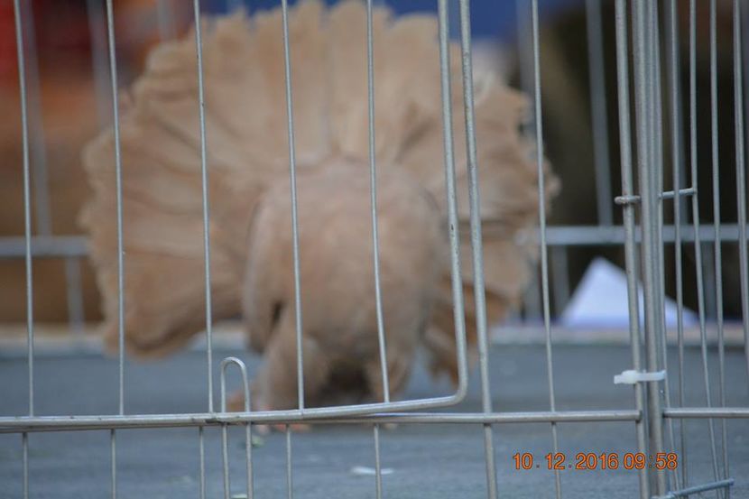 15326481_1153160824798796_9072989811961044015_n