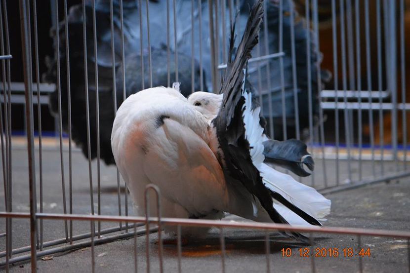 15326493_1153236794791199_3321075927540441144_n - Expozitia specializata Fantail Club Romania 2016