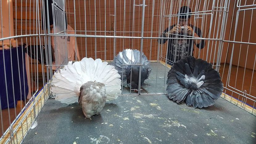 15326495_916146305181909_424128051807895477_n - Expozitia specializata Fantail Club Romania 2016