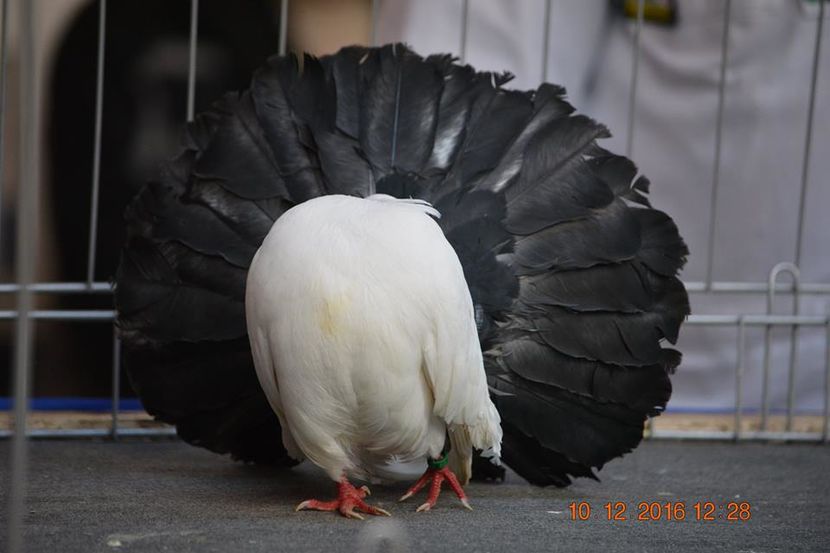 15326581_1153175368130675_5873541912293249507_n - Expozitia specializata Fantail Club Romania 2016