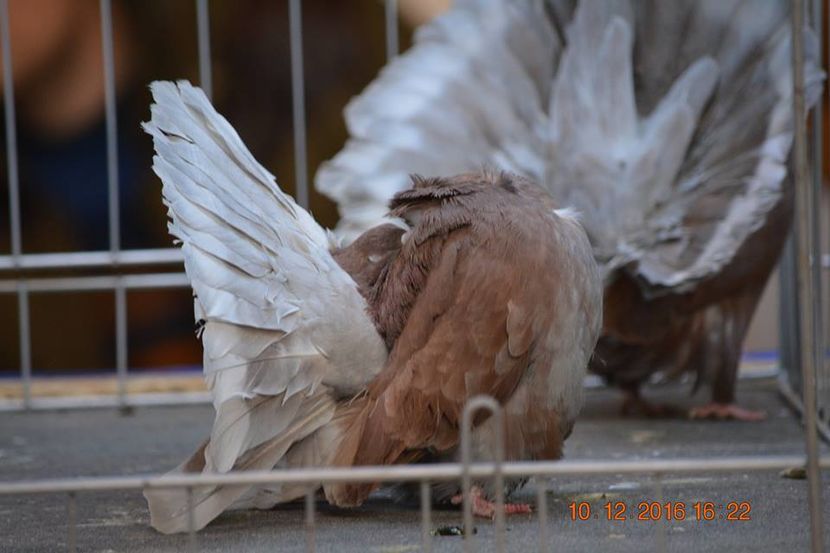 15327229_1153204244794454_6091330788126743554_n - Expozitia specializata Fantail Club Romania 2016