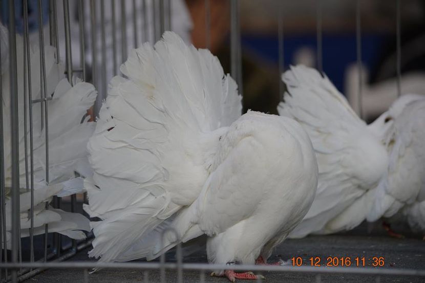 15327414_1153167398131472_1869008118684909982_n - Expozitia specializata Fantail Club Romania 2016