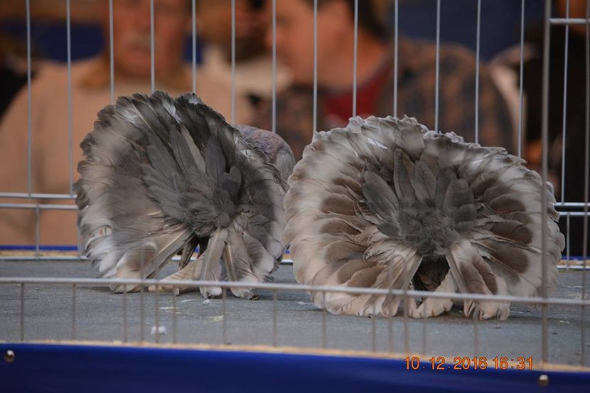 15327437_1153205248127687_5148934473127607559_n