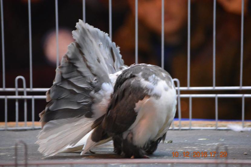 15327474_1153224481459097_5688283704841616842_n