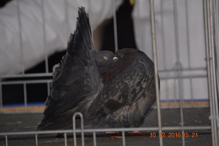 15327479_1153192424795636_7130655156631259173_n